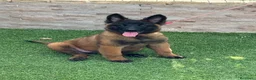 Pastor Belga Malinois perros en venta: Cachorra malinois máxima calidad  - Anuncio 5