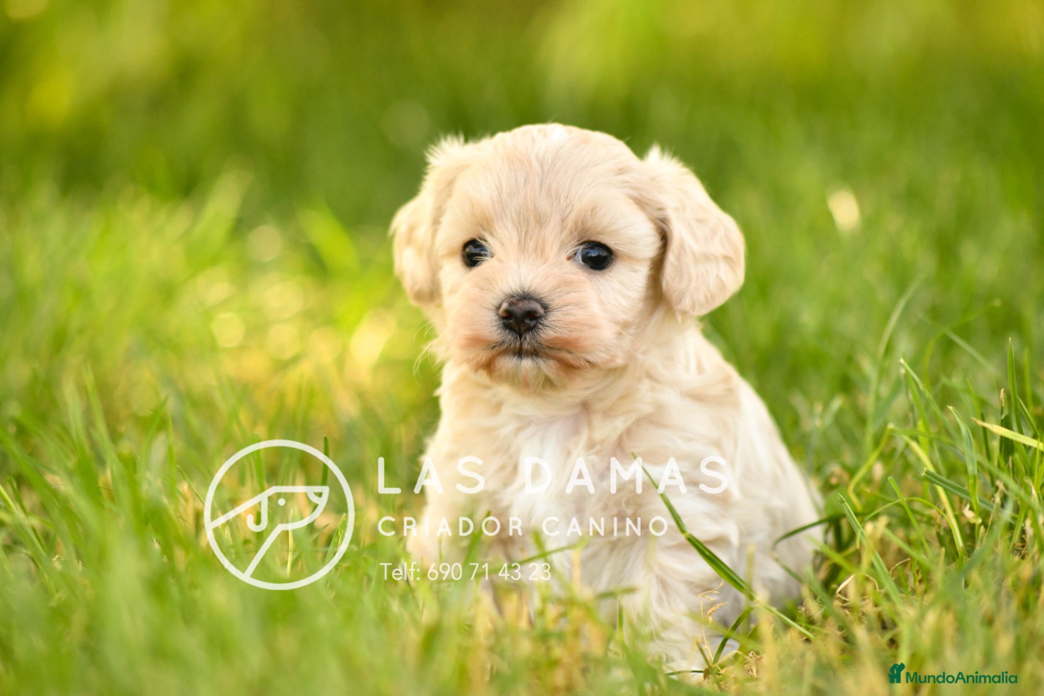 Maltipoo perros en venta: MALTIPOO PRÓXIMA CAMADA - Anuncio 1