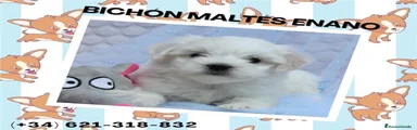 Bichón Maltés Cachorro 2
