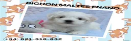 Bichón Maltés perros en venta: PRECIOSOS BICHON MALTES  LINEA TOY  - Anuncio 13