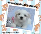 Bichón Maltés Cachorro 2