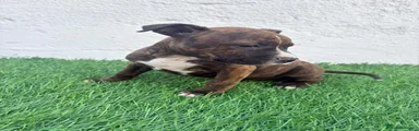 American Staffordshire-Terrier 1