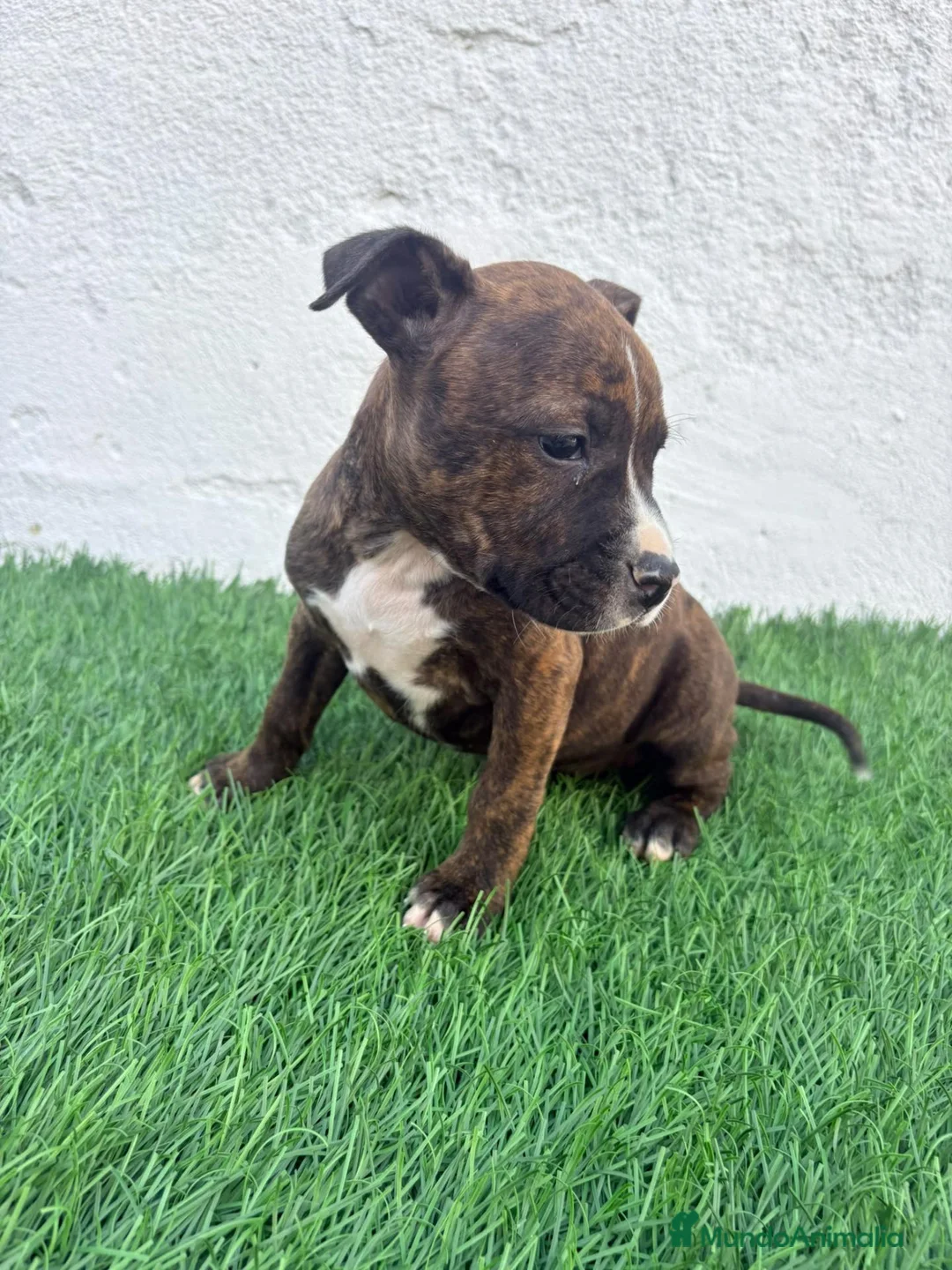 American Staffordshire-Terrier perros en venta: American Stanffordshire terrier - Anuncio 2