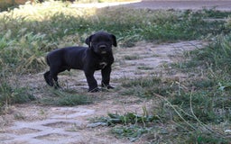Dogo Alemán perros en venta: Dogo aleman / gran danés  - Imagen 2