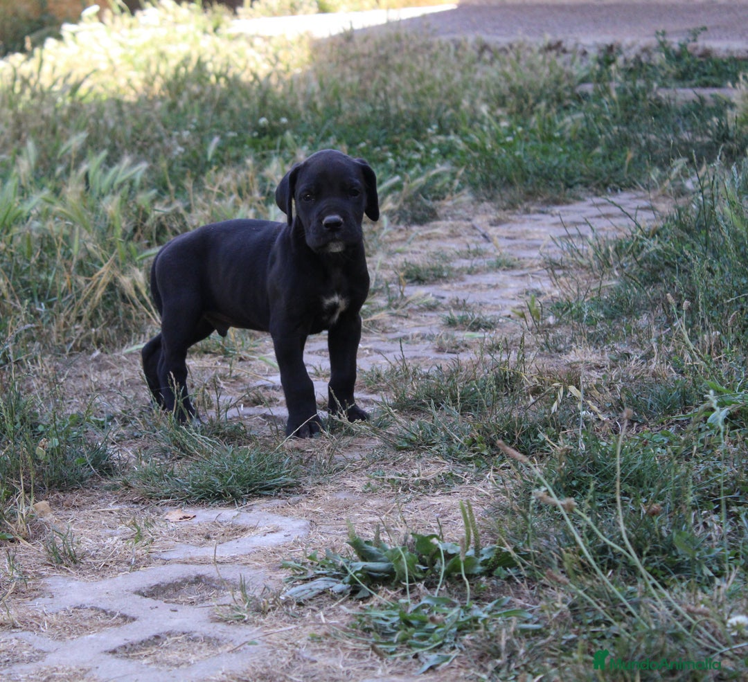 Dogo Alemán perros en venta: Dogo aleman / gran danés  - Imagen 2