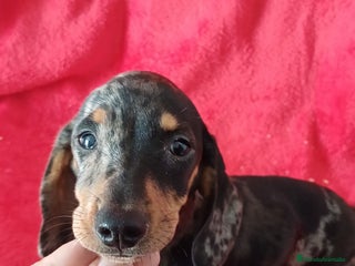 Teckel Miniatura perros Teckel Miniatura Arlequin - Anuncio 1