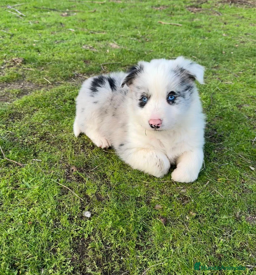 Border Collie perros en venta: Border collie  - Anuncio 1