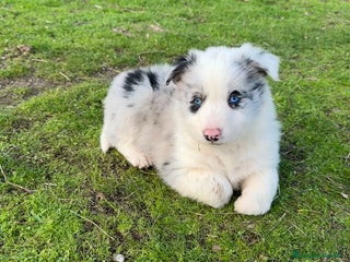 Border Collie perros Border collie - Anuncio 3