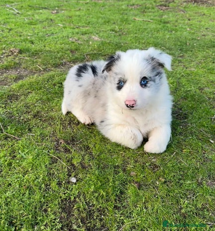 Border Collie perros Border collie - Anuncio 17