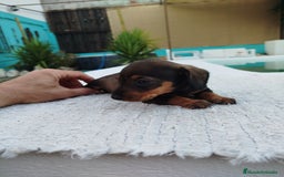 Teckel perros en venta: Teckel mini  - Imagen 4