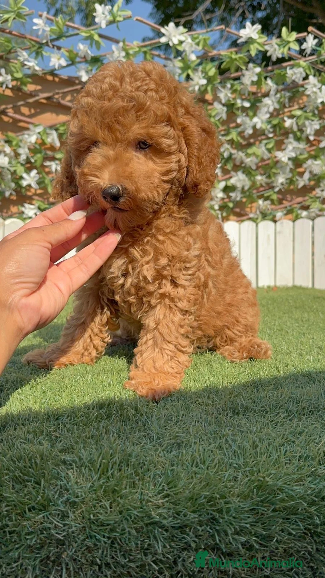 Caniche Enano perros en venta: CANICHE ENANO - Anuncio 2
