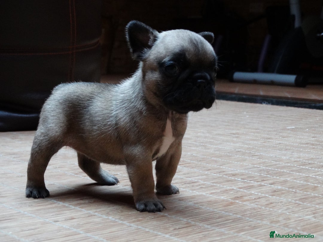 Bulldog Francés perros en venta: CAMADA BULLDOG FRANCES - Imagen 2