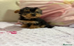 Yorkshire Terrier perros en venta: Yorkshire toy - Imagen 16