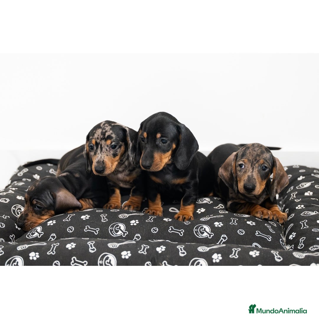 Teckel Miniatura perros en venta: Camada de Teckel miniatura 💙 - Anuncio 4