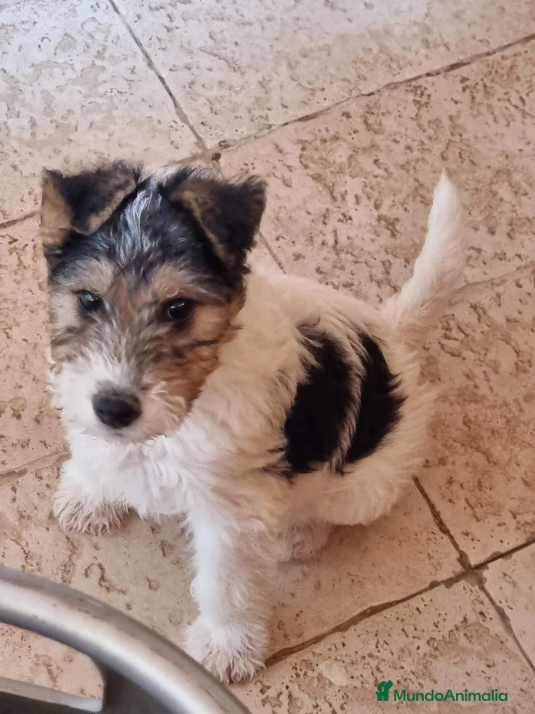 Fox Terrier de Pelo Duro perros en venta: Fox terrier pelo duro - Anuncio 1