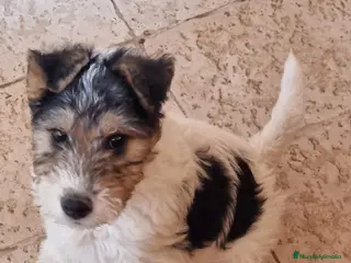 Fox Terrier de Pelo Duro perros Fox terrier pelo duro - Anuncio 20