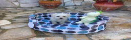 Bichón Maltés perros en venta: Bichón Maltés  - Anuncio 8