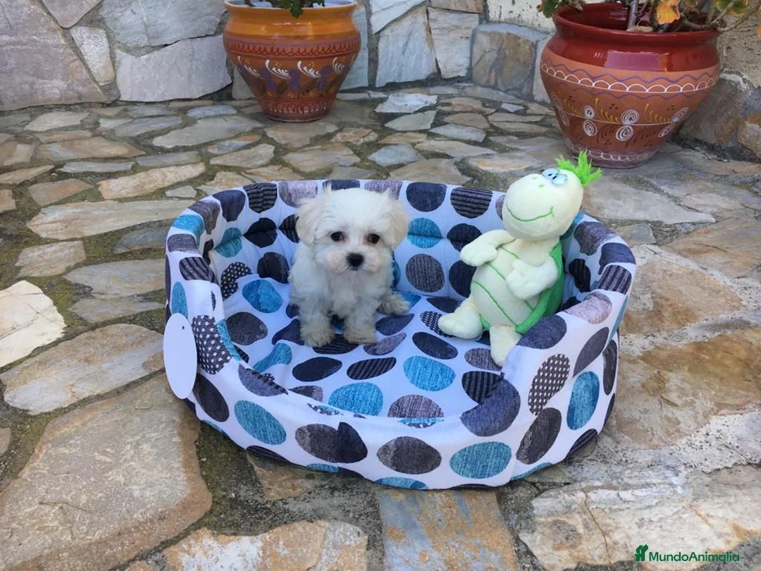 Bichón Maltés perros en venta: Bichón Maltés  - Anuncio 8