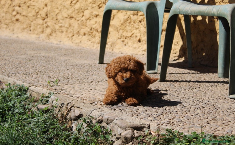 Caniche Enano perros - Anuncio 2
