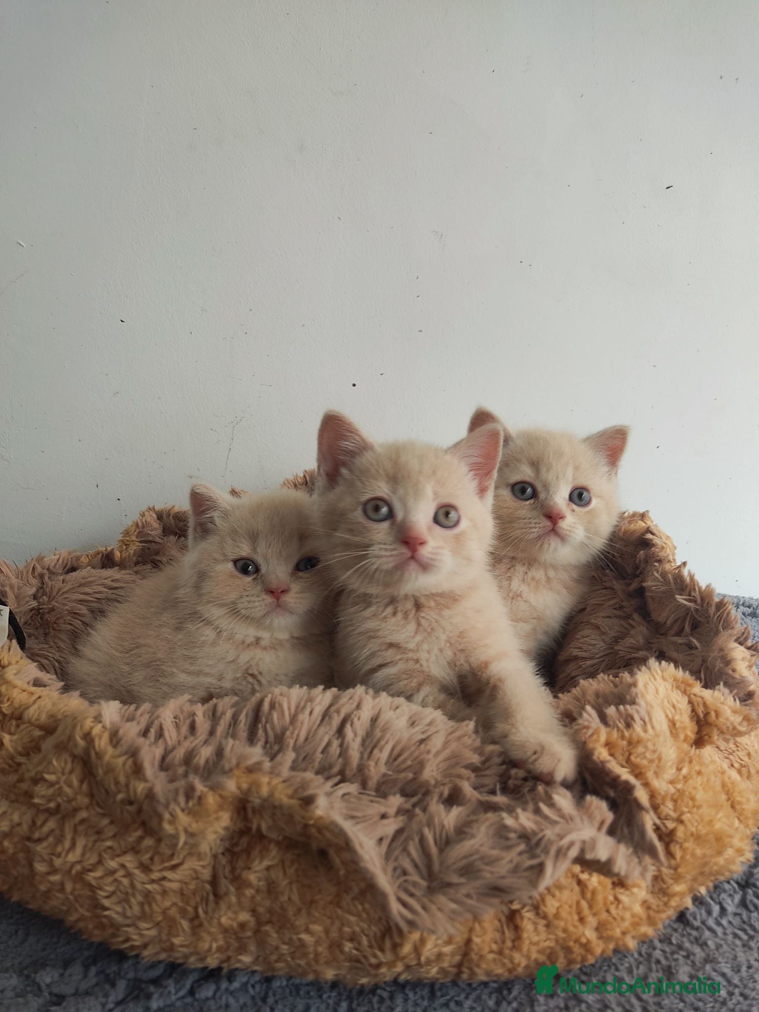 Británico de Pelo Corto gatos British shorthair  - Anuncio 4