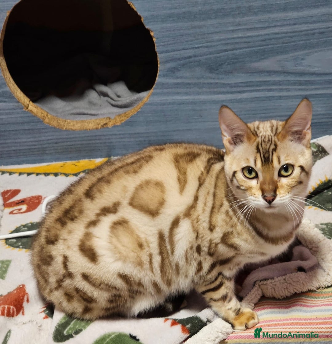 Bengalí gatos en venta: Bengalí Macho Snow Mink - Anuncio 4