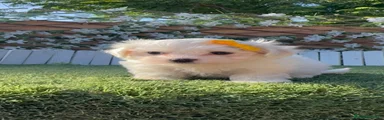 Bichón Maltés 1