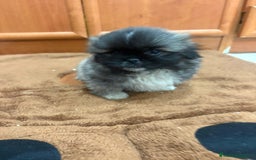 Shih Tzu perros en venta: Shih tzu macho  - Imagen 16