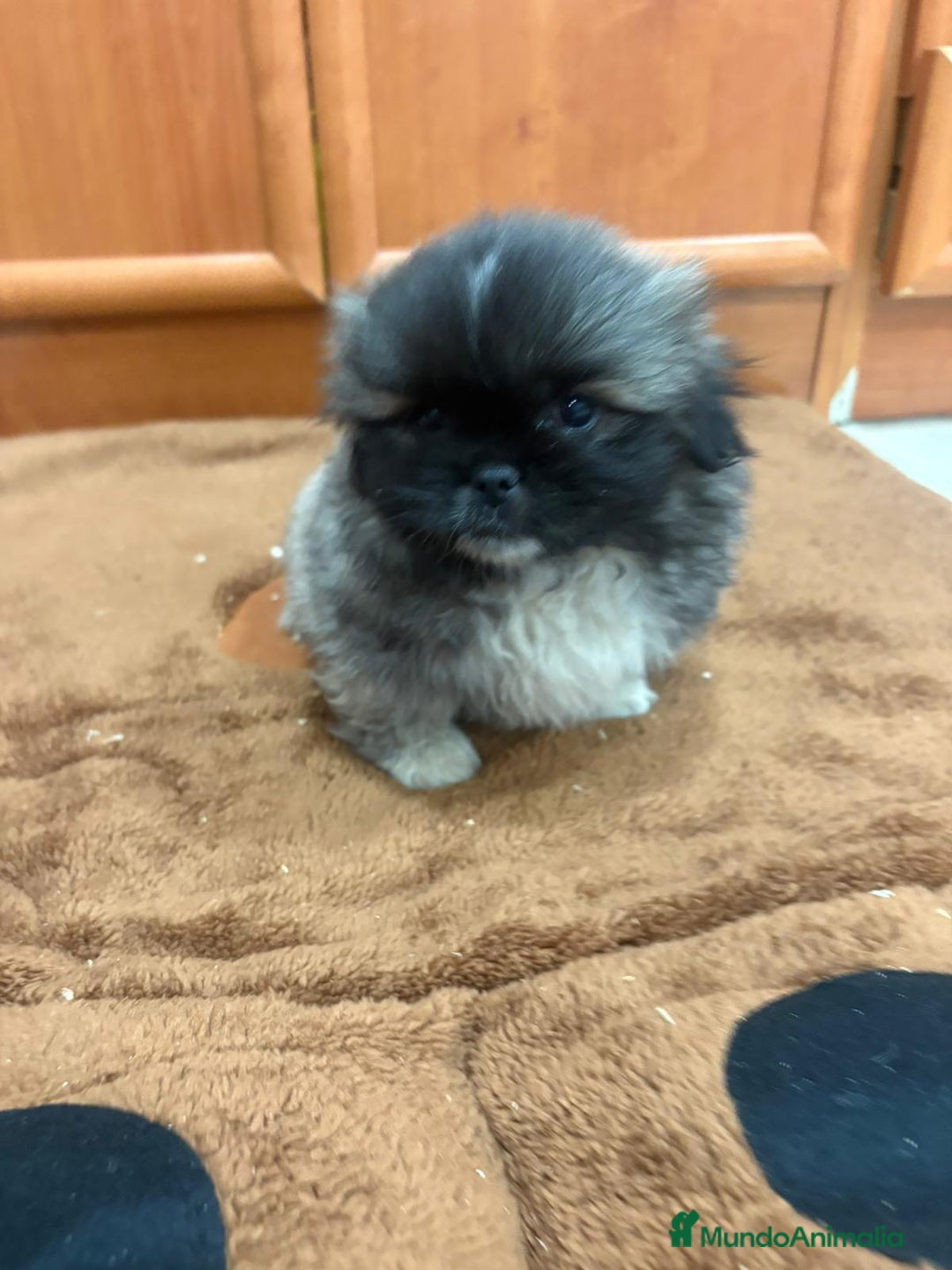 Shih Tzu perros en venta: Shih tzu macho  - Imagen 16
