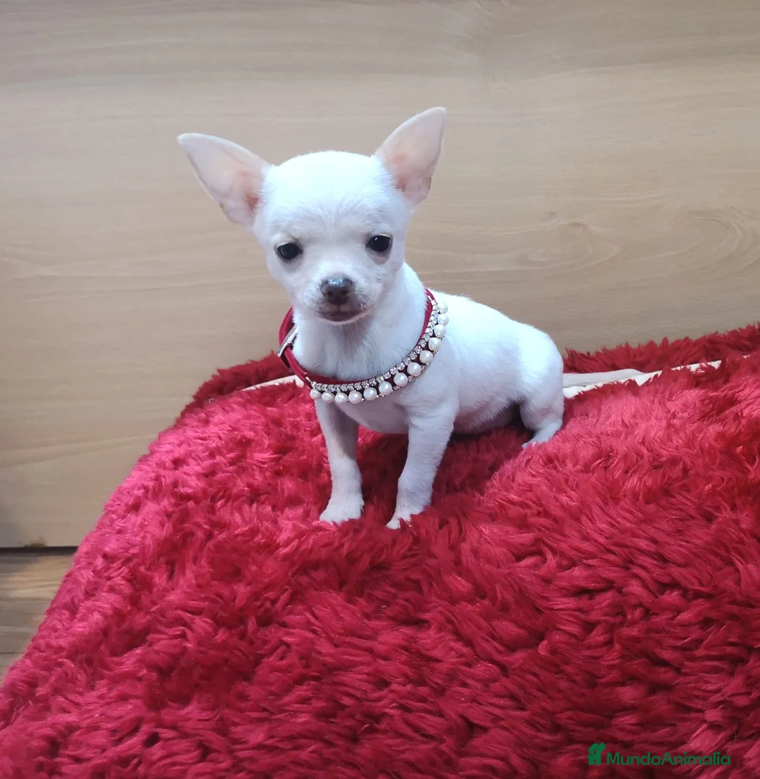 Chihuahua perros en venta: Chihuahuas - Anuncio 7