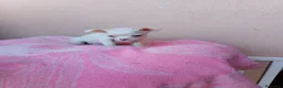 Chihuahua perros en venta: Chihuahua toy - Anuncio 8