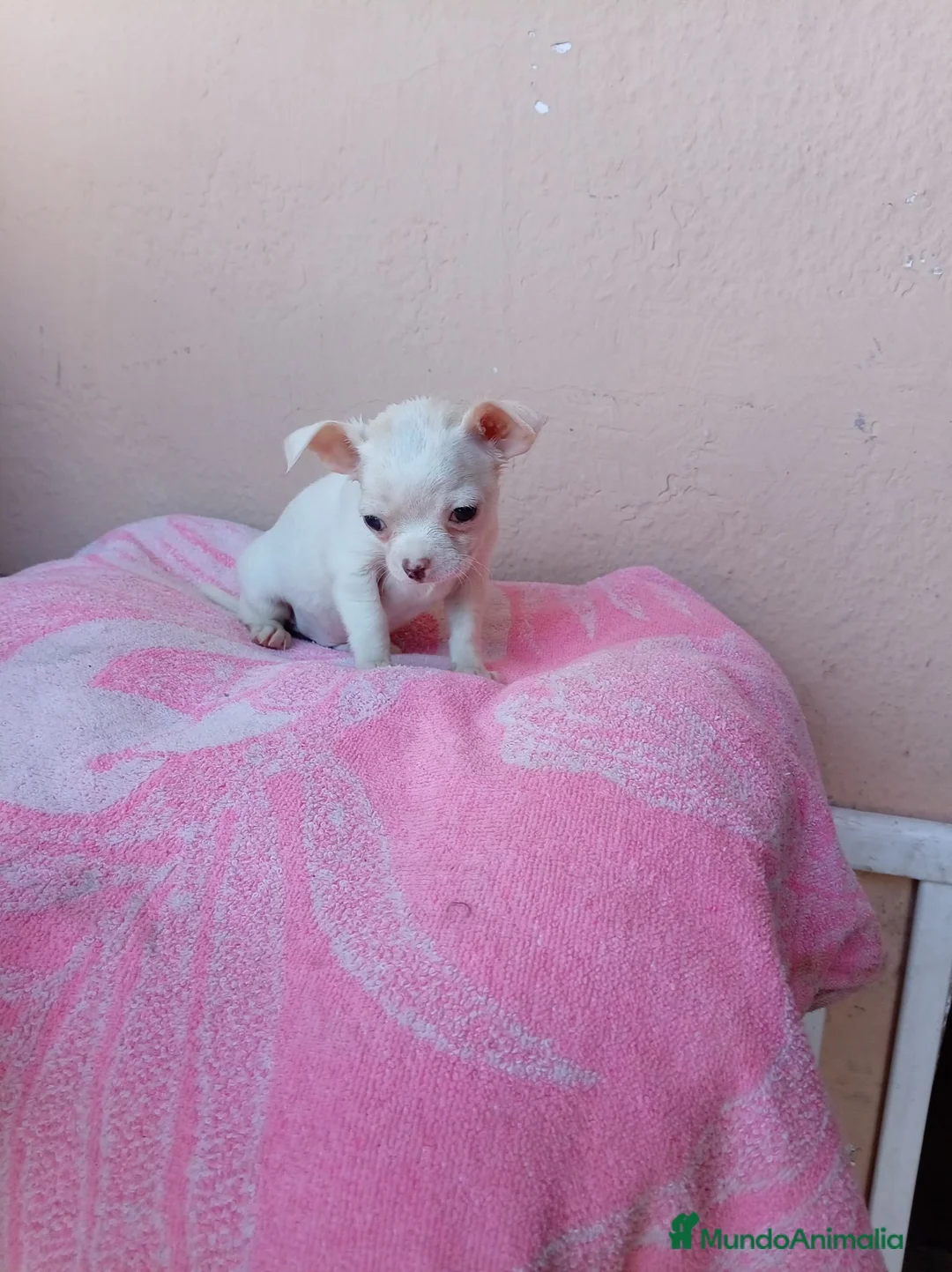 Chihuahua perros en venta: Chihuahua toy - Anuncio 8