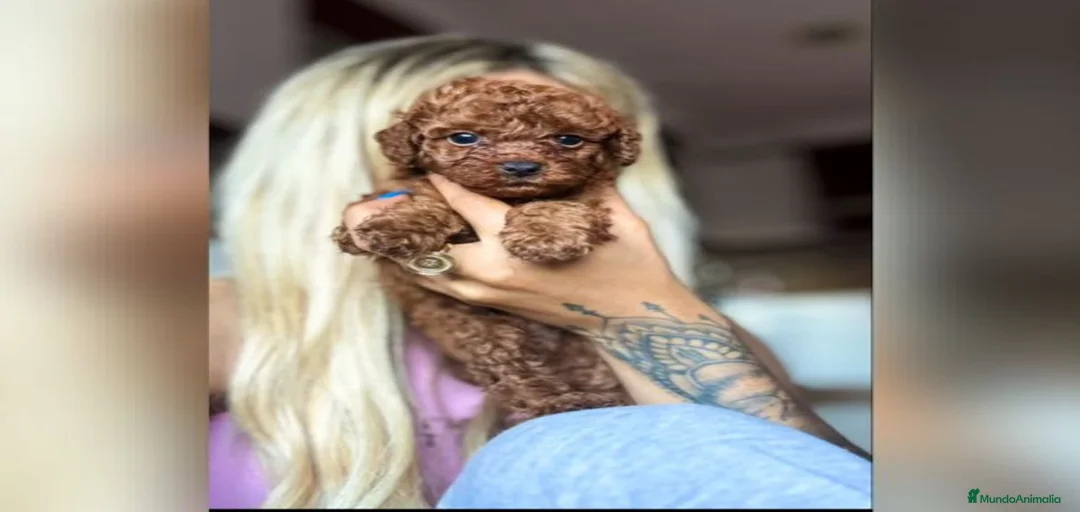 Imagen de galería {{count}}