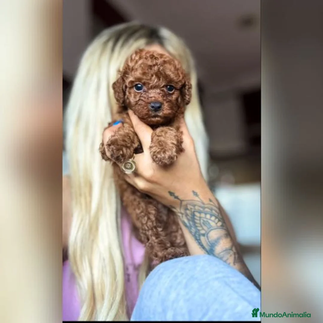 Imagen de galería {{count}}