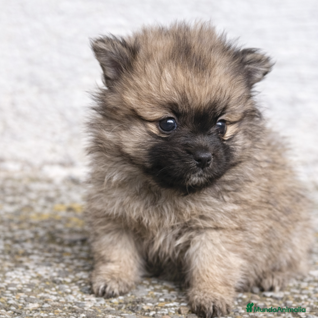Pomerania perros “Hembra Pomerania sable mini – cara de osito” - Anuncio 34
