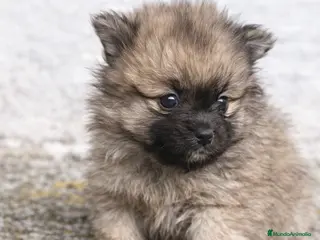 Pomerania perros “Hembra Pomerania sable mini – cara de osito” - Anuncio 34