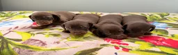 Teckel Miniatura perros en venta: Cachorro de Teckel Miniatura  - Anuncio 5