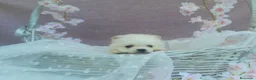 Pomerania perros en venta: PRECIOSO CACHORITO DE POMERANIA TOY   - Anuncio 16