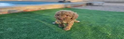 Caniche Toy perros en venta: Cachorritos caniches apricot - Anuncio 2