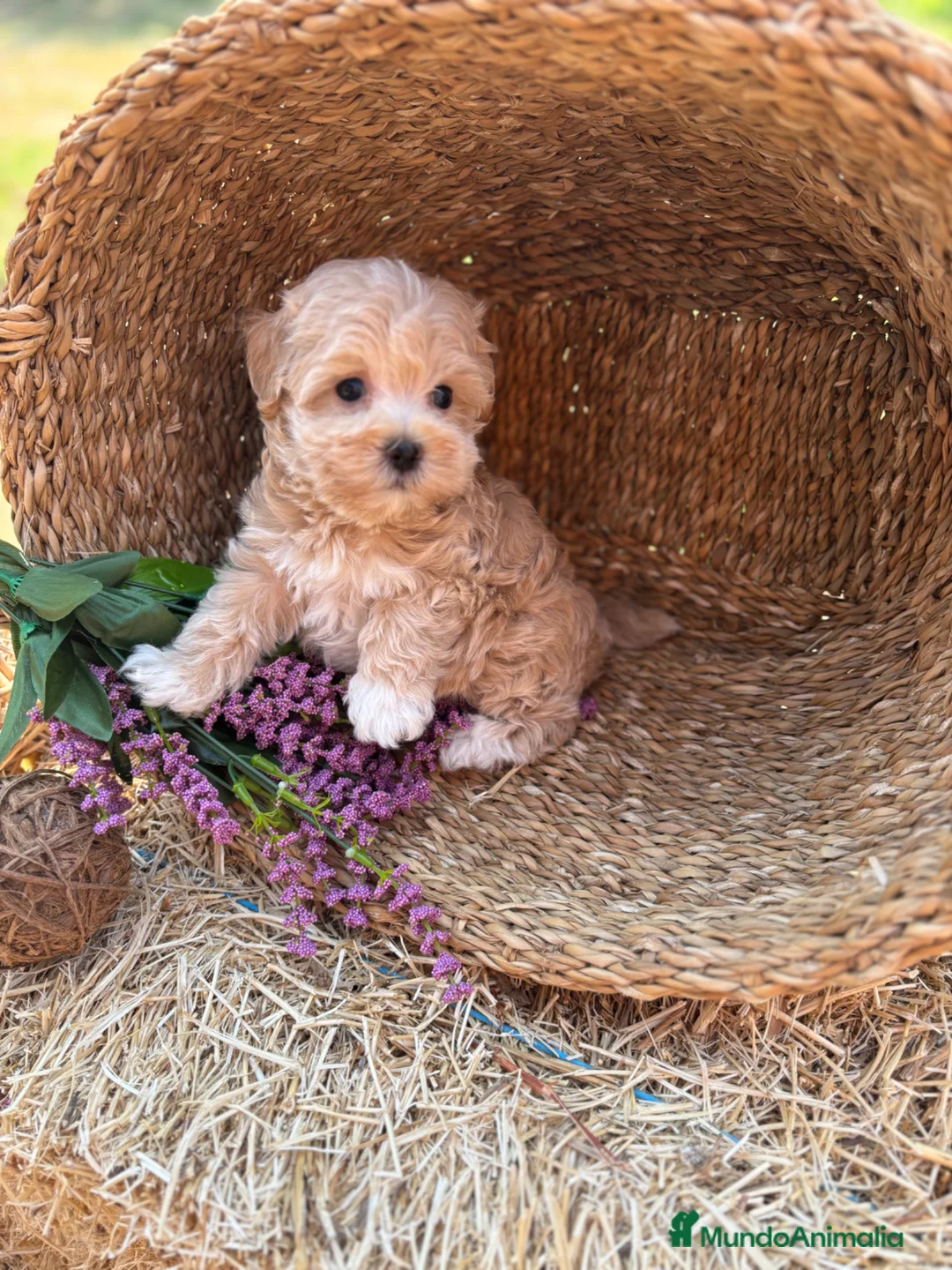 Maltipoo perros en venta: Maltipoo muy bonitos !!! - Anuncio 14
