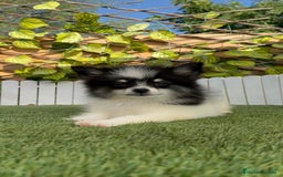 Pomerania perros en venta: POMERANIA HEMBRA - Imagen 8