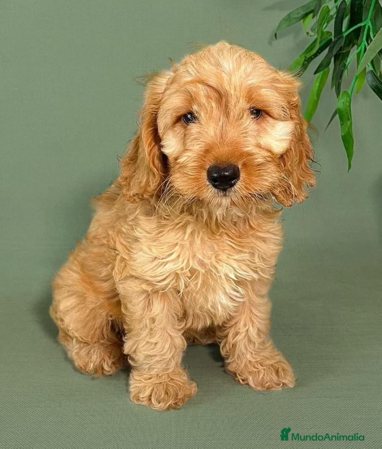 Cockapoo perros COCKAPOO COCKAPOO COCKAPOO  - Anuncio 1