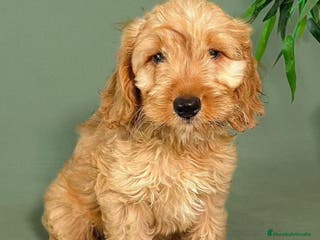 Cockapoo perros COCKAPOO COCKAPOO COCKAPOO - Anuncio 26