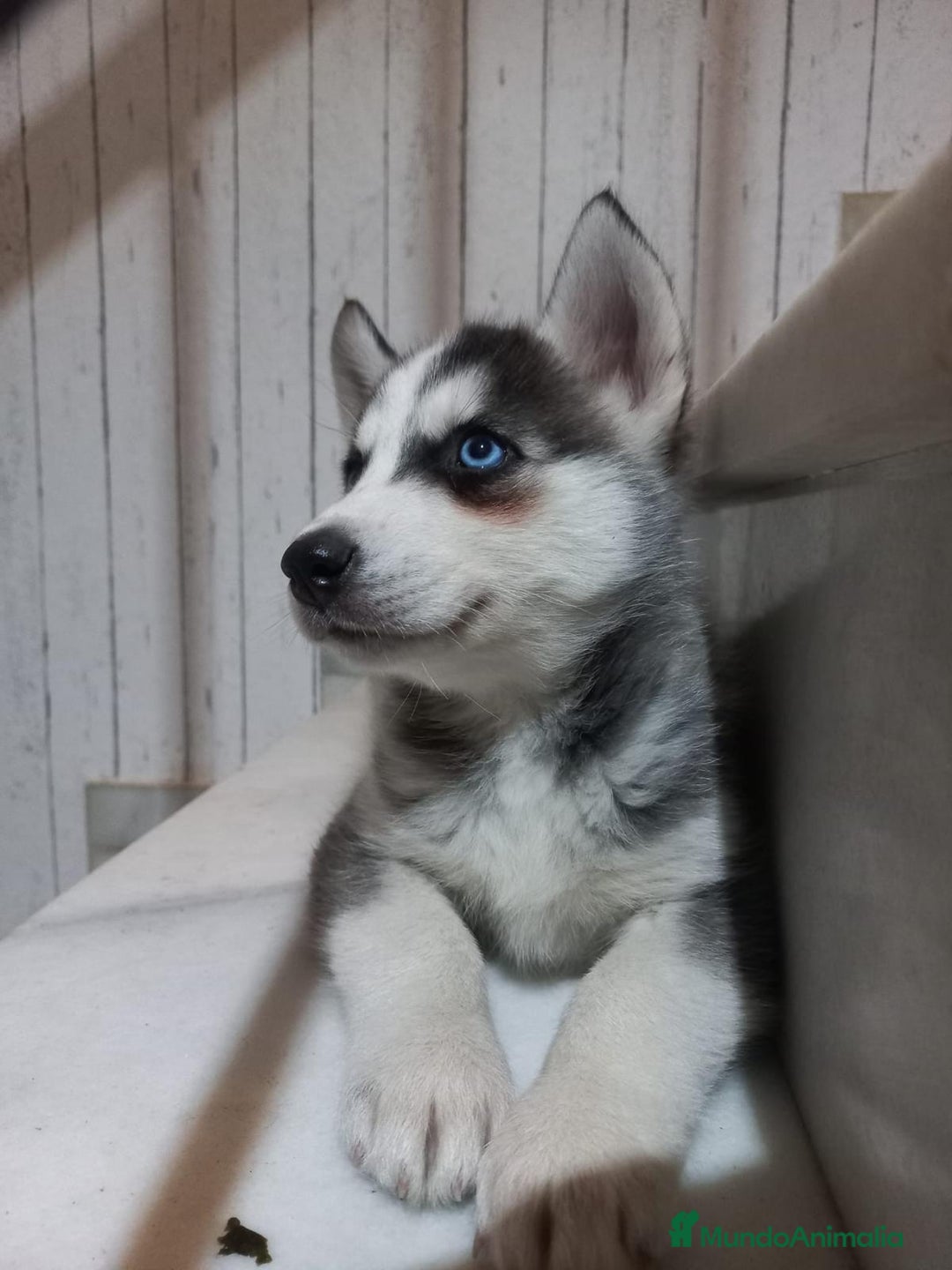Husky Siberiano perros en venta: Husky Siberiano  - Imagen 2