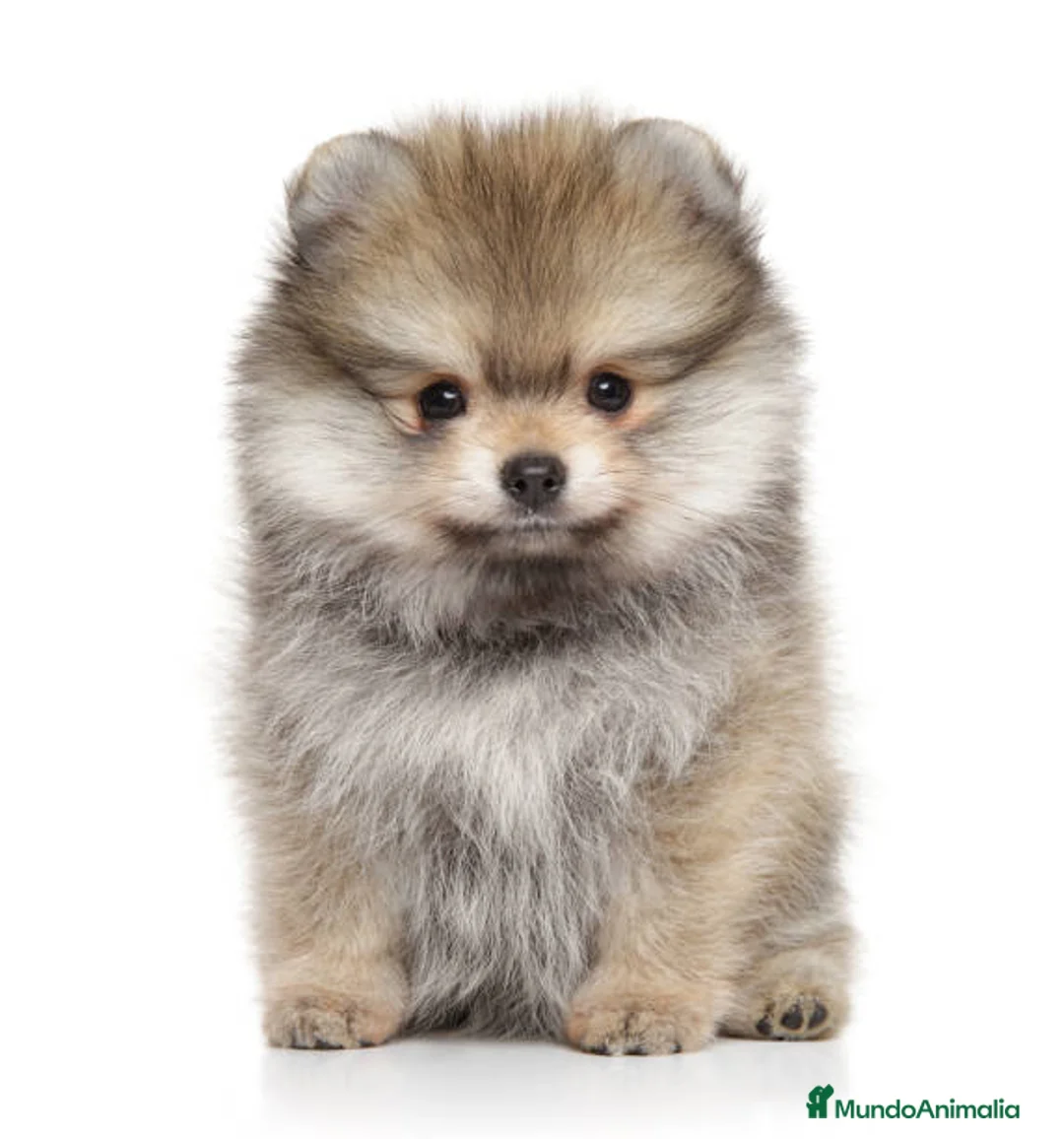 Pomerania perros en venta: Pomerania toy  - Anuncio 3