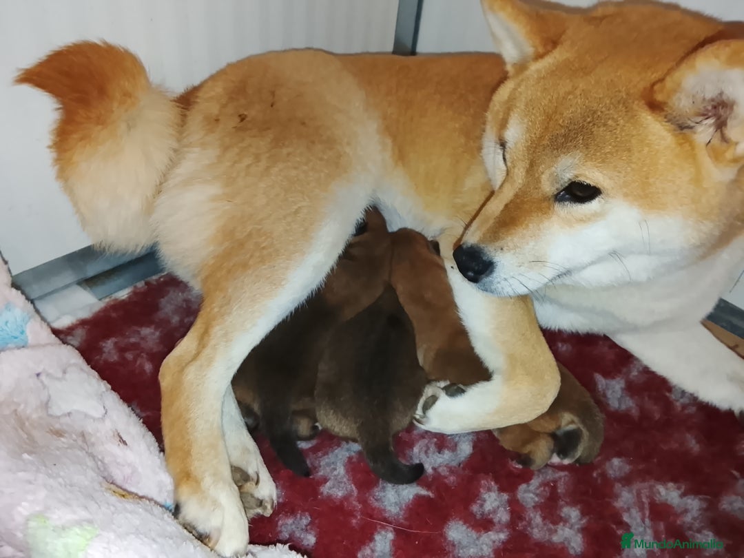 Shiba Inu perros en venta: SHIBA INU - Anuncio 3