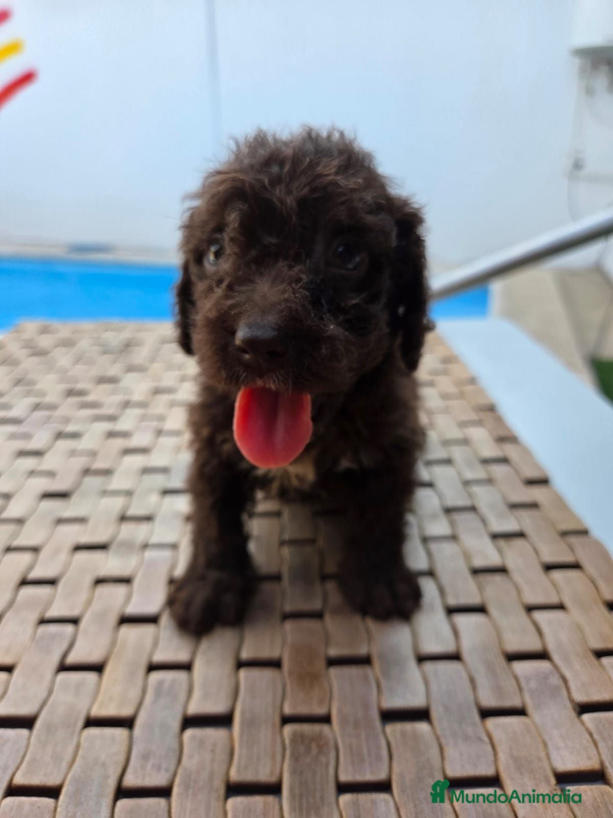 Perro de Agua Español perros Perritos de agua preciosos - Anuncio 21