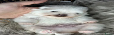 Pomerania 1