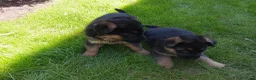 Pastor Alemán perros en venta: Cachorros de pastor alemán  - Anuncio 4