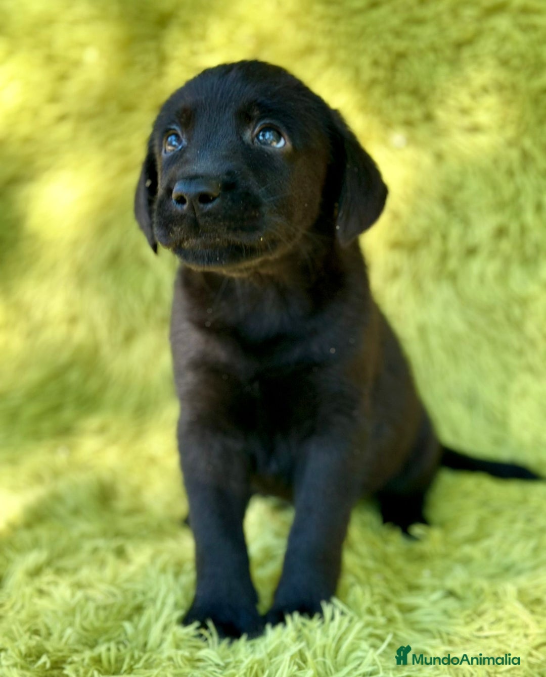 Labrador Retriever perros en venta: Labrador retriever  - Imagen 4