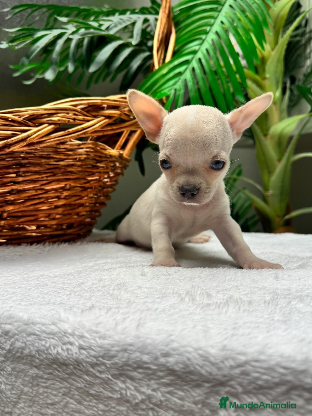 Chihuahua perros en venta: CHIHUAHUA-OJOS AZULES - Anuncio 1